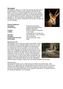 Springbok - NVD Dierentuinen