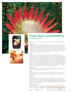 Protea advies voorbehandeling