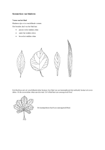 Kenmerken van bladeren