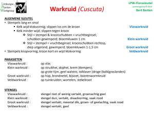 Warkruid - Cuscuta