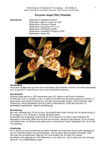 1 Nederlandse Orchideeën Vereniging – Orchitheek Uitgave