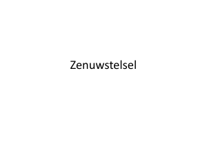 Zenuwstelsel