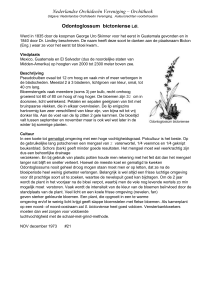 Odontoglossum bictoniense Ldl - Nederlandse Orchideeën Vereniging
