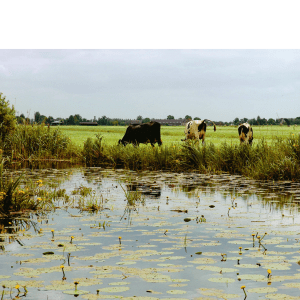 Waterkwaliteit in het veenweidegebied. De complexe - B-ware
