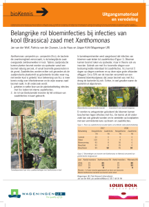 Belangrijke rol bloeminfecties bij infecties van kool (Brassica) zaad
