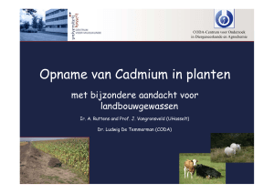 Opname van Cadmium in planten