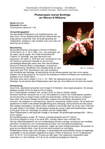 Phalaenopsis mariae Burbidge - Nederlandse Orchideeën Vereniging