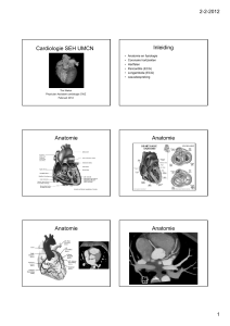 Cardiologie SEH UMCN Inleiding Anatomie Anatomie Anatomie