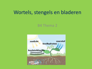 B4 Wortels, stengels en bladeren 958.62KB