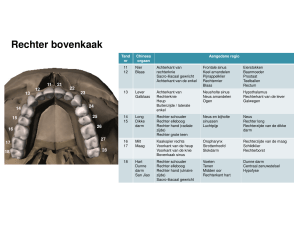 Rechter bovenkaak - Koen Vanderloock