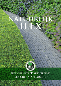 `Dark Green`® Ilex crenata - OPRINS PLANT NV