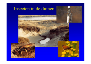 Insekten in de duinen