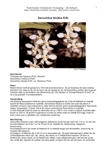 Sarcochilus falcátus R - Nederlandse Orchideeën Vereniging