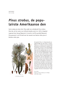 Pinus strobus, de populairste Amerikaanse den