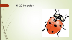 H. 20 Insecten - Wikiwijs Maken