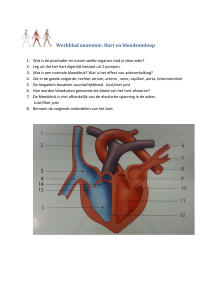 Werkblad anatomie: Hart en bloedsomloop