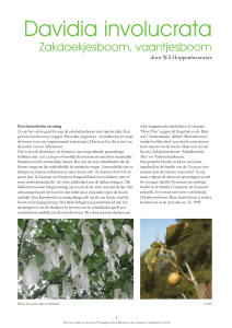 Davidia involucrata - Arboretum Oudenbosch