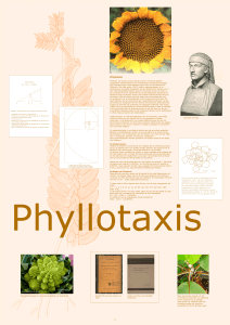 Phyllotaxis 2