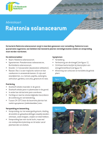 Ralstonia solanacearum - LTO Glaskracht Nederland