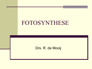 FOTOSYNTHESE
