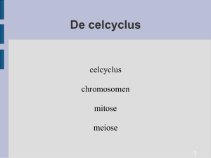 De celcyclus