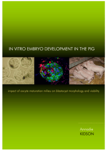 In vitro embryo development in the pig