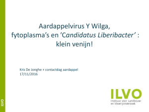 Aardappelvirus Y Wilga, fytoplasma`s en `C andidatus Liberibacter