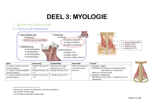 Anatomie myologie 