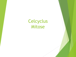 Havo 4 thema 2 celcyclus en mitose