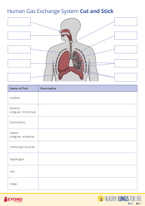 ELF Human Gas Exchange System Cut and Stick
